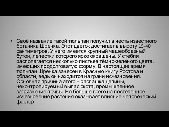 Своё название такой тюльпан получил в честь известного ботаника Шренка. Этот