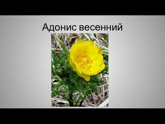 Адонис весенний