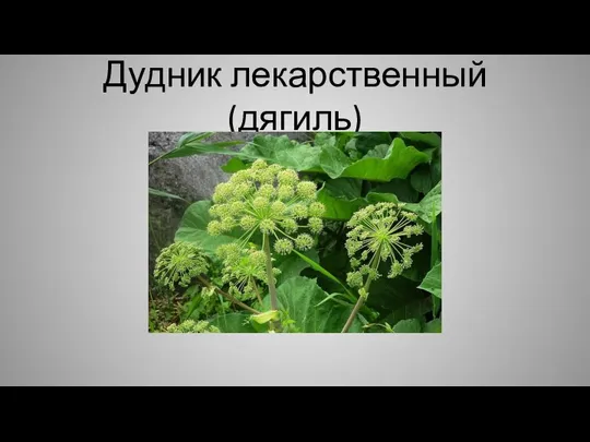 Дудник лекарственный (дягиль)