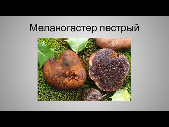 Меланогастер пестрый