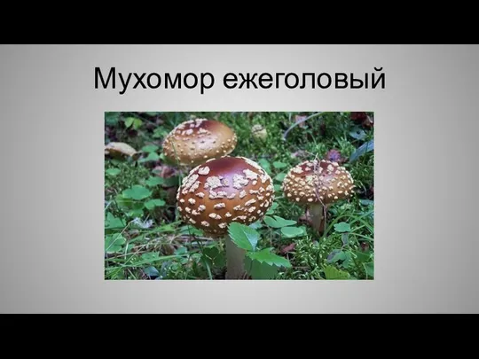 Мухомор ежеголовый