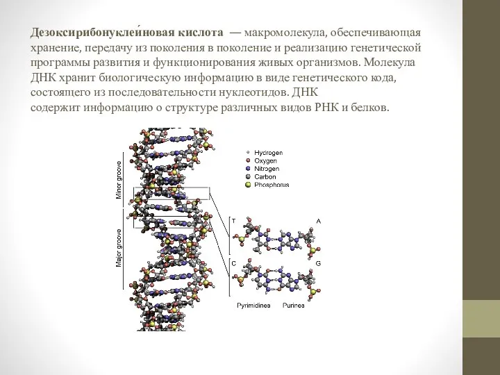 Дезоксирибонуклеи́новая кислота — макромолекула, обеспечивающая хранение, передачу из поколения в поколение