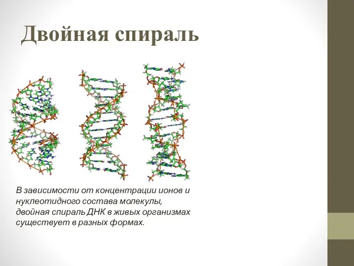 Двойная спираль В зависимости от концентрации ионов и нуклеотидного состава молекулы,