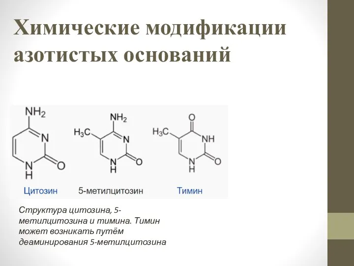 Химические модификации азотистых оснований Структура цитозина, 5-метилцитозина и тимина. Тимин может возникать путём деаминирования 5-метилцитозина
