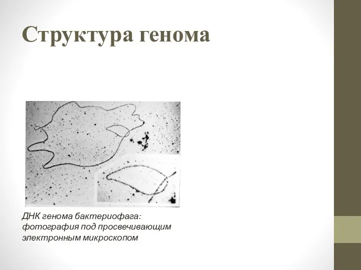 Структура генома ДНК генома бактериофага: фотография под просвечивающим электронным микроскопом