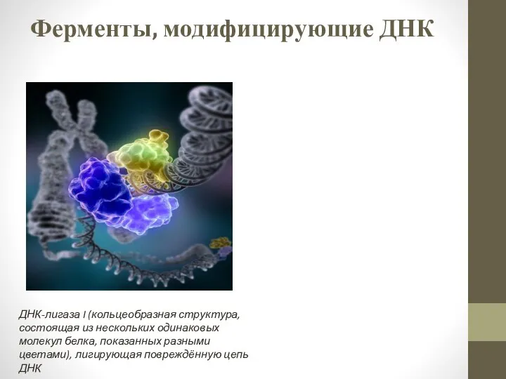 Ферменты, модифицирующие ДНК ДНК-лигаза I (кольцеобразная структура, состоящая из нескольких одинаковых