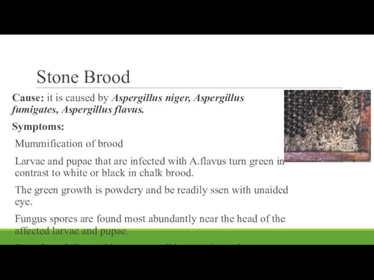 Stone Brood Cause: it is caused by Aspergillus niger, Aspergillus fumigates,