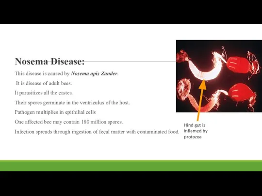 Nosema Disease: This disease is caused by Nosema apis Zander. It