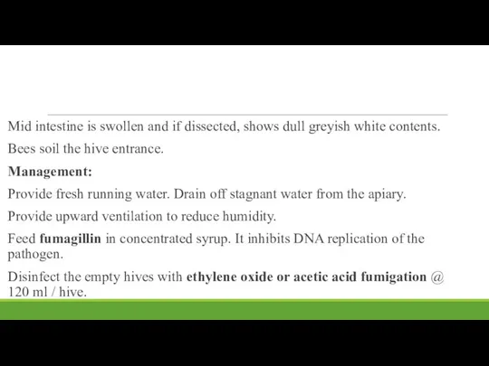 Mid intestine is swollen and if dissected, shows dull greyish white