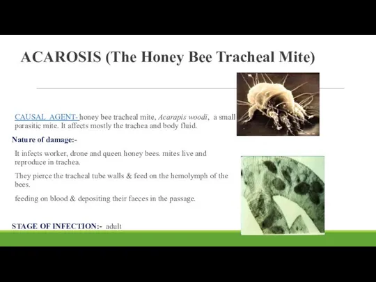 ACAROSIS (The Honey Bee Tracheal Mite) CAUSAL AGENT- honey bee tracheal