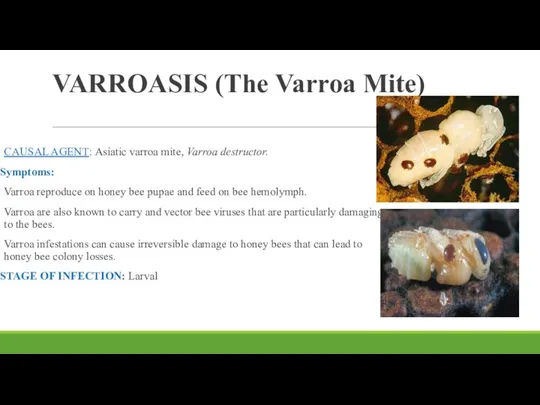 VARROASIS (The Varroa Mite) CAUSAL AGENT: Asiatic varroa mite, Varroa destructor.