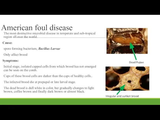 American foul disease The most destructive microbial disease in temperate and