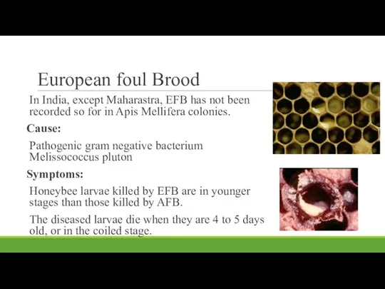 European foul Brood In India, except Maharastra, EFB has not been