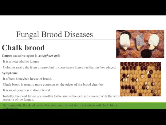 Fungal Brood Diseases Chalk brood Cause: causative agent is Ascophaer apis