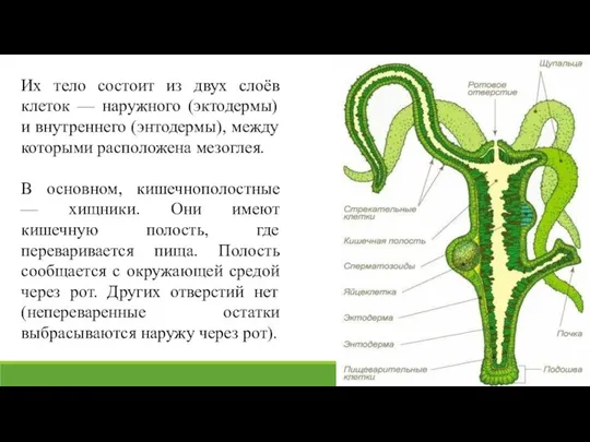 Их тело состоит из двух слоёв клеток — наружного (эктодермы) и