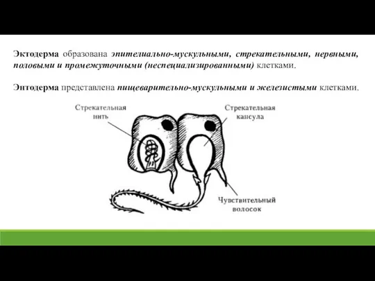 Эктодерма образована эпителиально-мускульными, стрекательными, нервными, половыми и промежуточными (неспециализированными) клетками. Энтодерма представлена пищеварительно-мускульными и железистыми клетками.