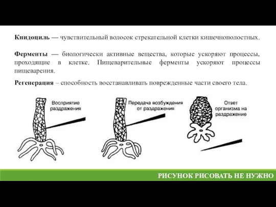 Книдоциль — чувствительный волосок стрекательной клетки кишечнополостных. Ферменты — биологически активные