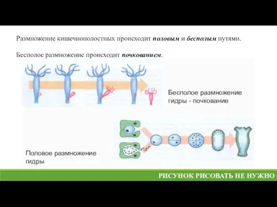 Размножение кишечнополостных происходит половым и бесполым путями. Бесполое размножение происходит почкованием. РИСУНОК РИСОВАТЬ НЕ НУЖНО