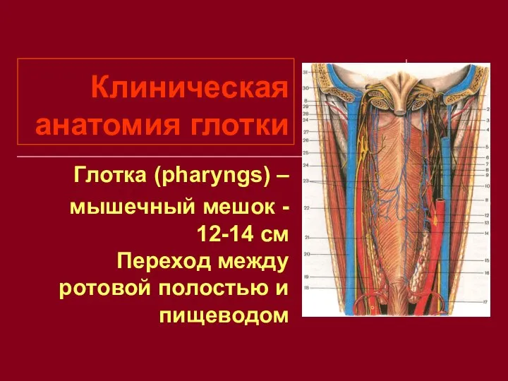 Клиническая анатомия глотки Глотка (pharyngs) – мышечный мешок - 12-14 см