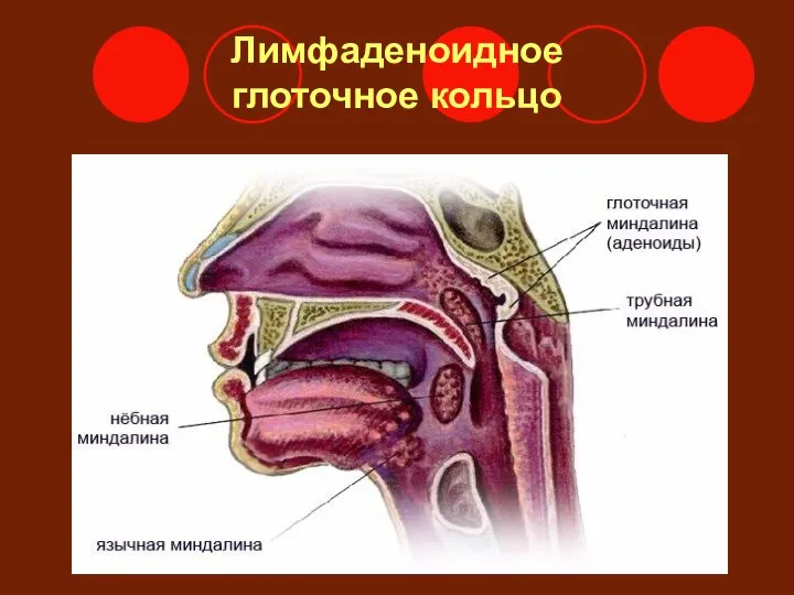 Лимфаденоидное глоточное кольцо Глоточная 3 Небные 1, 2 Язычная 4 Трубные 5, 6