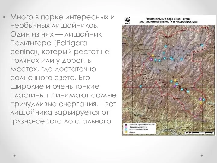 Много в парке интересных и необычных лишайников. Один из них —