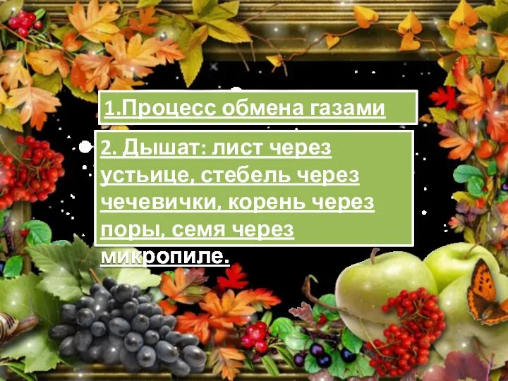 1.Процесс обмена газами 2. Дышат: лист через устьице, стебель через чечевички,