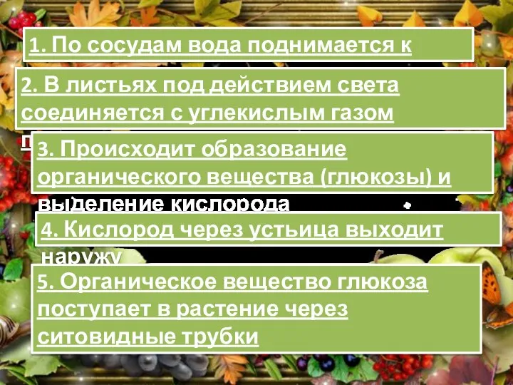 1. По сосудам вода поднимается к листьям 2. В листьях под