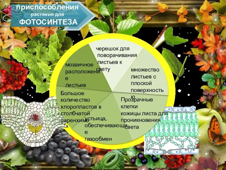 приспособления растения для ФОТОСИНТЕЗА черешок для поворачивания листьев к свету множество