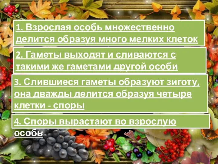 1. Взрослая особь множественно делится образуя много мелких клеток - гамет