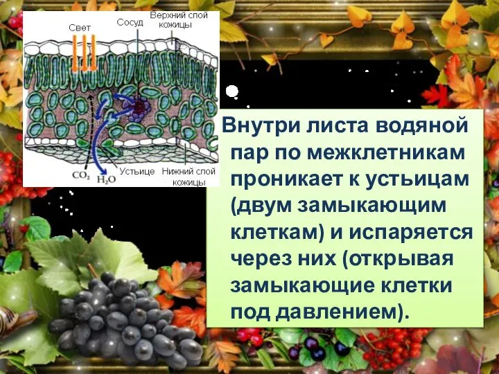 Внутри листа водяной пар по межклетникам проникает к устьицам (двум замыкающим