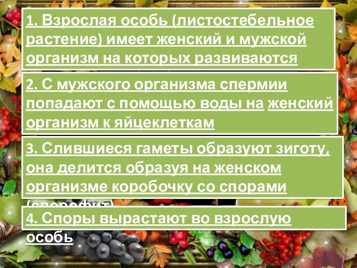 1. Взрослая особь (листостебельное растение) имеет женский и мужской организм на