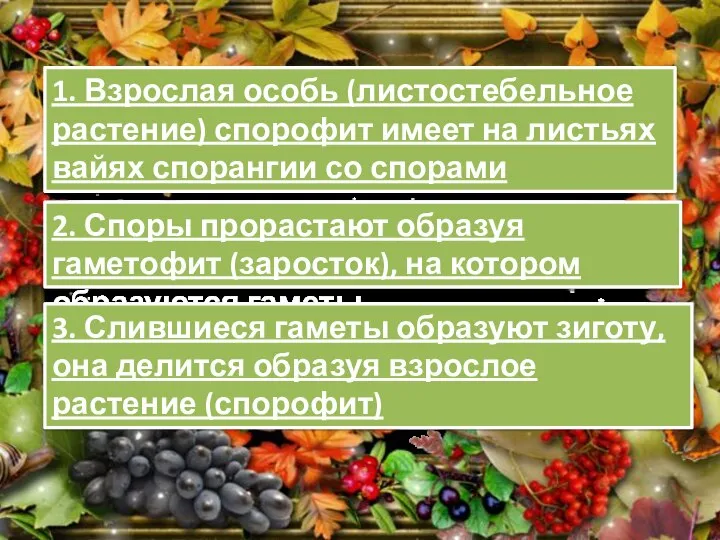 1. Взрослая особь (листостебельное растение) спорофит имеет на листьях вайях спорангии