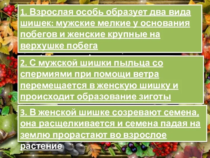 1. Взрослая особь образует два вида шишек: мужские мелкие у основания