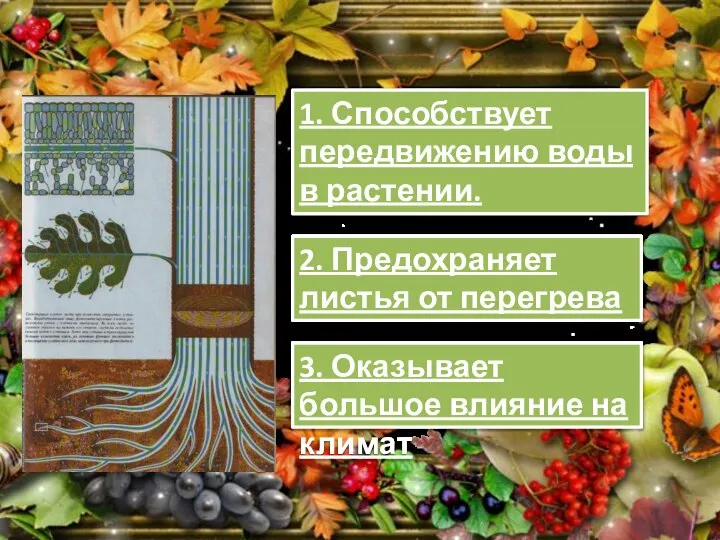 1. Способствует передвижению воды в растении. 2. Предохраняет листья от перегрева