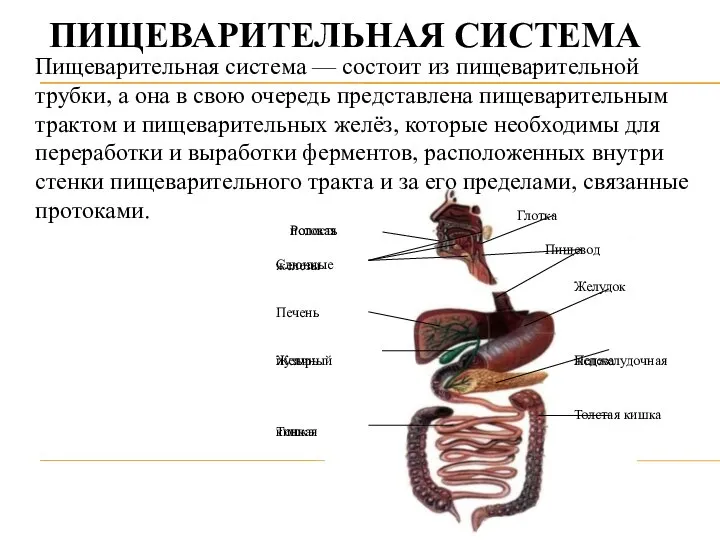 Ротовая полость Слюнные железы Пищевод ПИЩЕВАРИТЕЛЬНАЯ СИСТЕМА Печень Желчный пузырь Тонкая