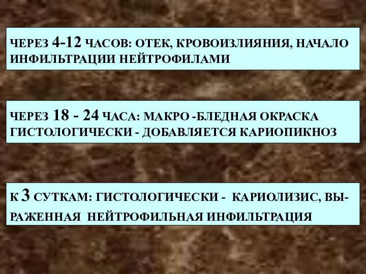 ЧЕРЕЗ 4-12 ЧАСОВ: ОТЕК, КРОВОИЗЛИЯНИЯ, НАЧАЛО ИНФИЛЬТРАЦИИ НЕЙТРОФИЛАМИ ЧЕРЕЗ 18 -