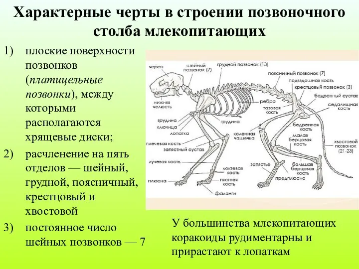 плоские поверхности позвонков (платицельные позвонки), между которыми располагаются хрящевые диски; расчленение