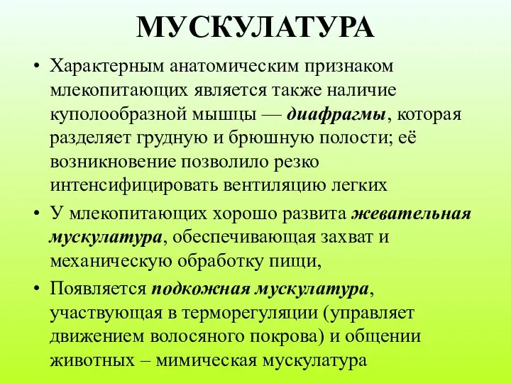 МУСКУЛАТУРА Характерным анатомическим признаком млекопитающих является также наличие куполообразной мышцы —