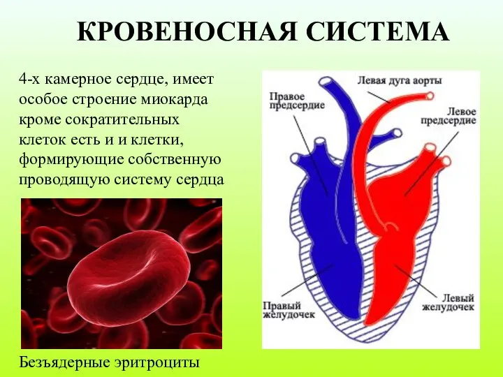 КРОВЕНОСНАЯ СИСТЕМА 4-х камерное сердце, имеет особое строение миокарда кроме сократительных