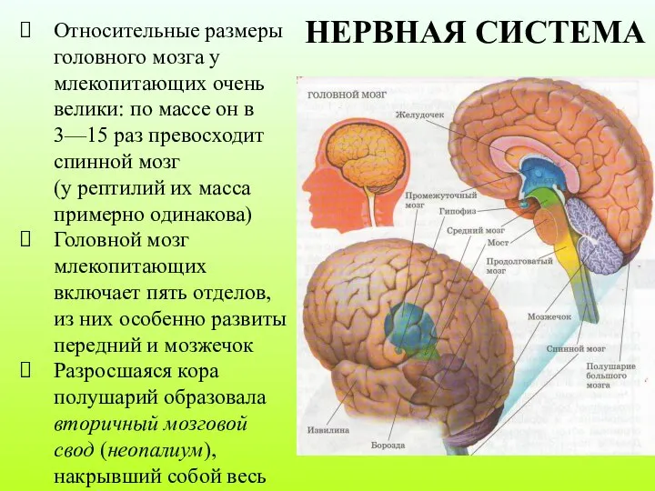 Относительные размеры головного мозга у млекопитающих очень велики: по массе он