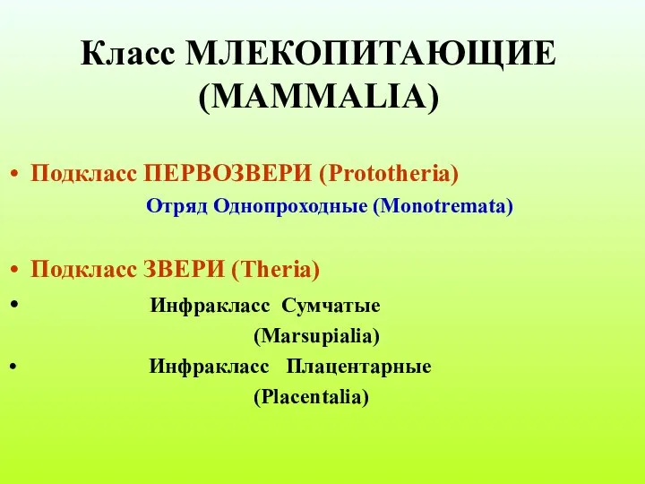 Класс МЛЕКОПИТАЮЩИЕ (MAMMALIA) Подкласс ПЕРВОЗВЕРИ (Prototheria) Отряд Однопроходные (Monotremata) Подкласс ЗВЕРИ