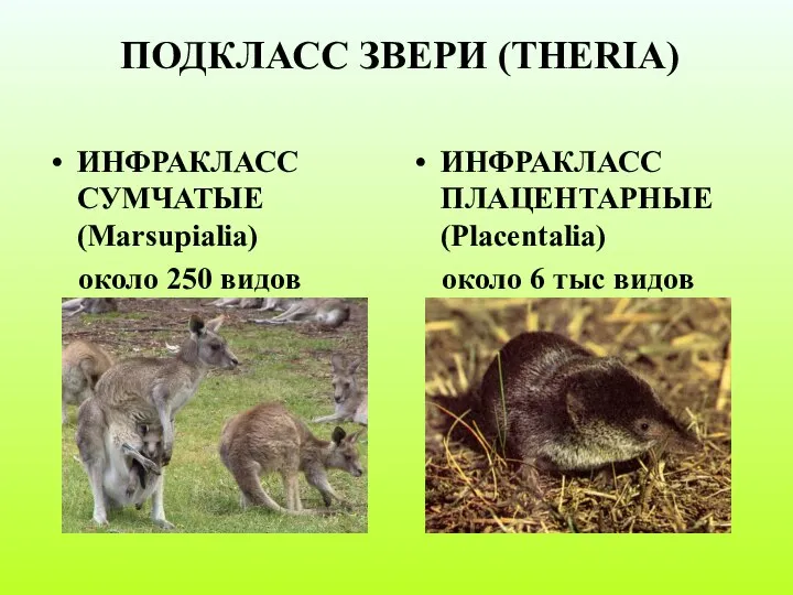 ПОДКЛАСС ЗВЕРИ (THERIA) ИНФРАКЛАСС СУМЧАТЫЕ (Marsupialia) около 250 видов ИНФРАКЛАСС ПЛАЦЕНТАРНЫЕ (Placentalia) около 6 тыс видов