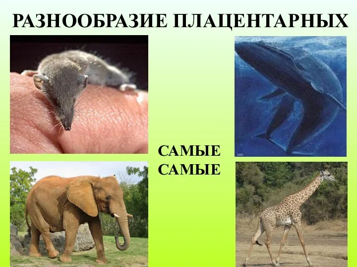 РАЗНООБРАЗИЕ ПЛАЦЕНТАРНЫХ САМЫЕ САМЫЕ