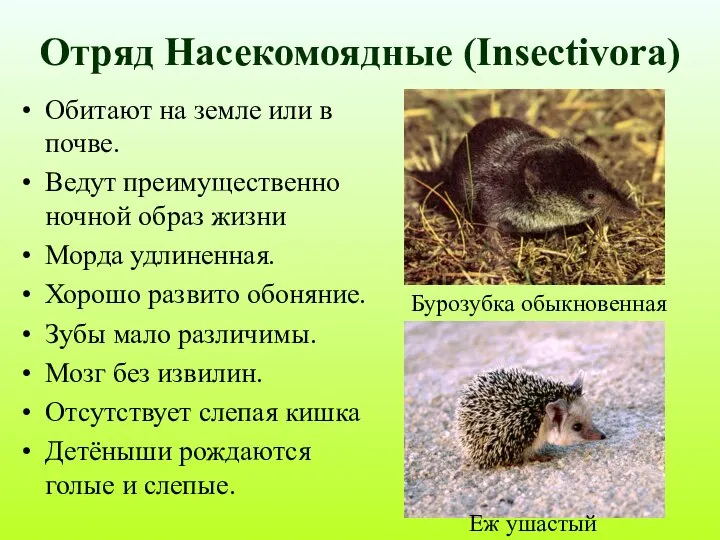 Отряд Насекомоядные (Insectivora) Обитают на земле или в почве. Ведут преимущественно