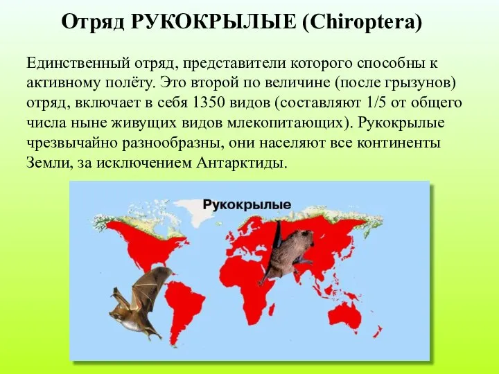 Отряд РУКОКРЫЛЫЕ (Chiroptera) Единственный отряд, представители которого способны к активному полёту.