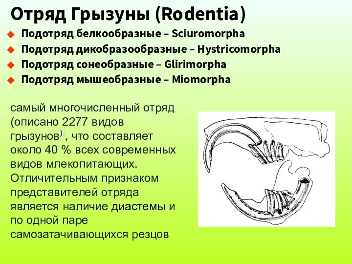 Отряд Грызуны (Rodentia) Подотряд белкообразные – Sciuromorpha Подотряд дикобразообразные – Hystricomorpha