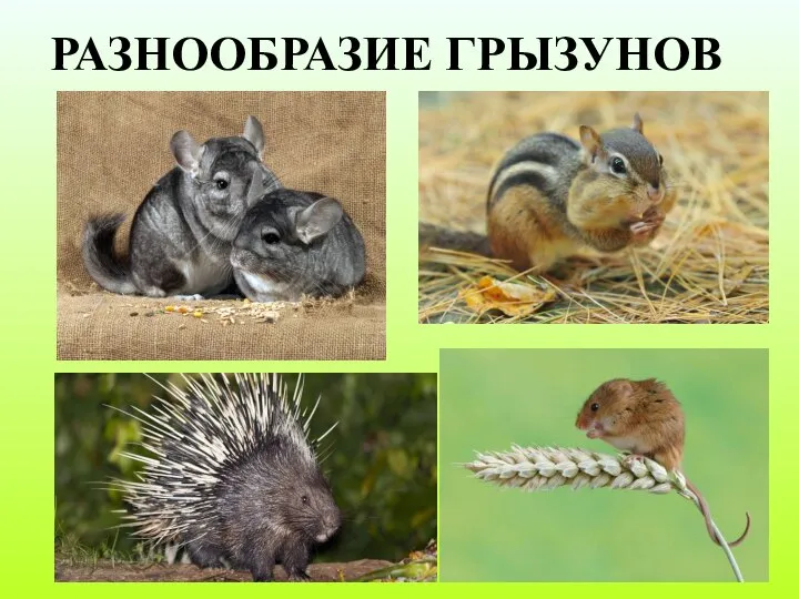 РАЗНООБРАЗИЕ ГРЫЗУНОВ