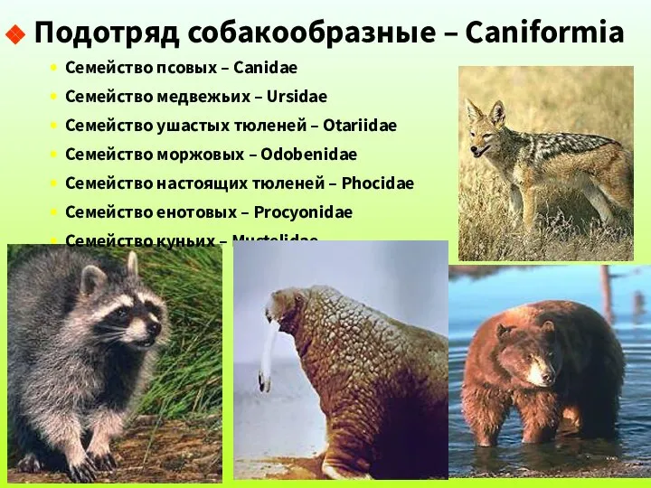 Подотряд собакообразные – Caniformia Семейство псовых – Canidae Семейство медвежьих –