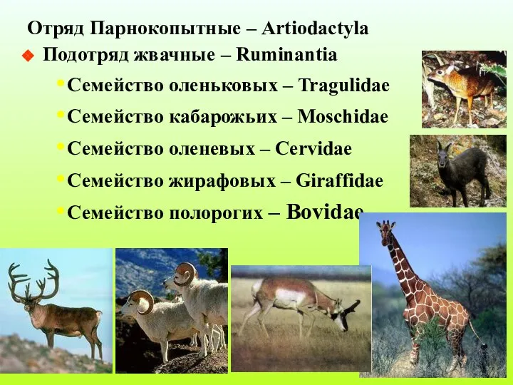 Отряд Парнокопытные – Artiodactyla Подотряд жвачные – Ruminantia Семейство оленьковых –