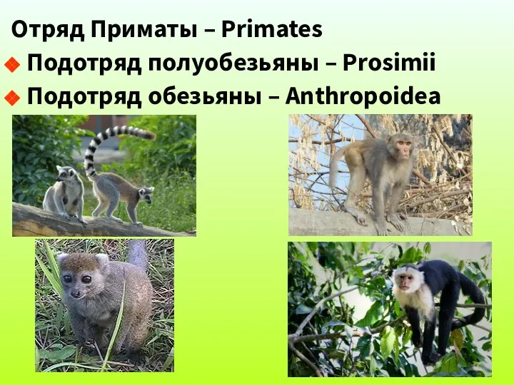 Отряд Приматы – Primates Подотряд полуобезьяны – Prosimii Подотряд обезьяны – Anthropoidea